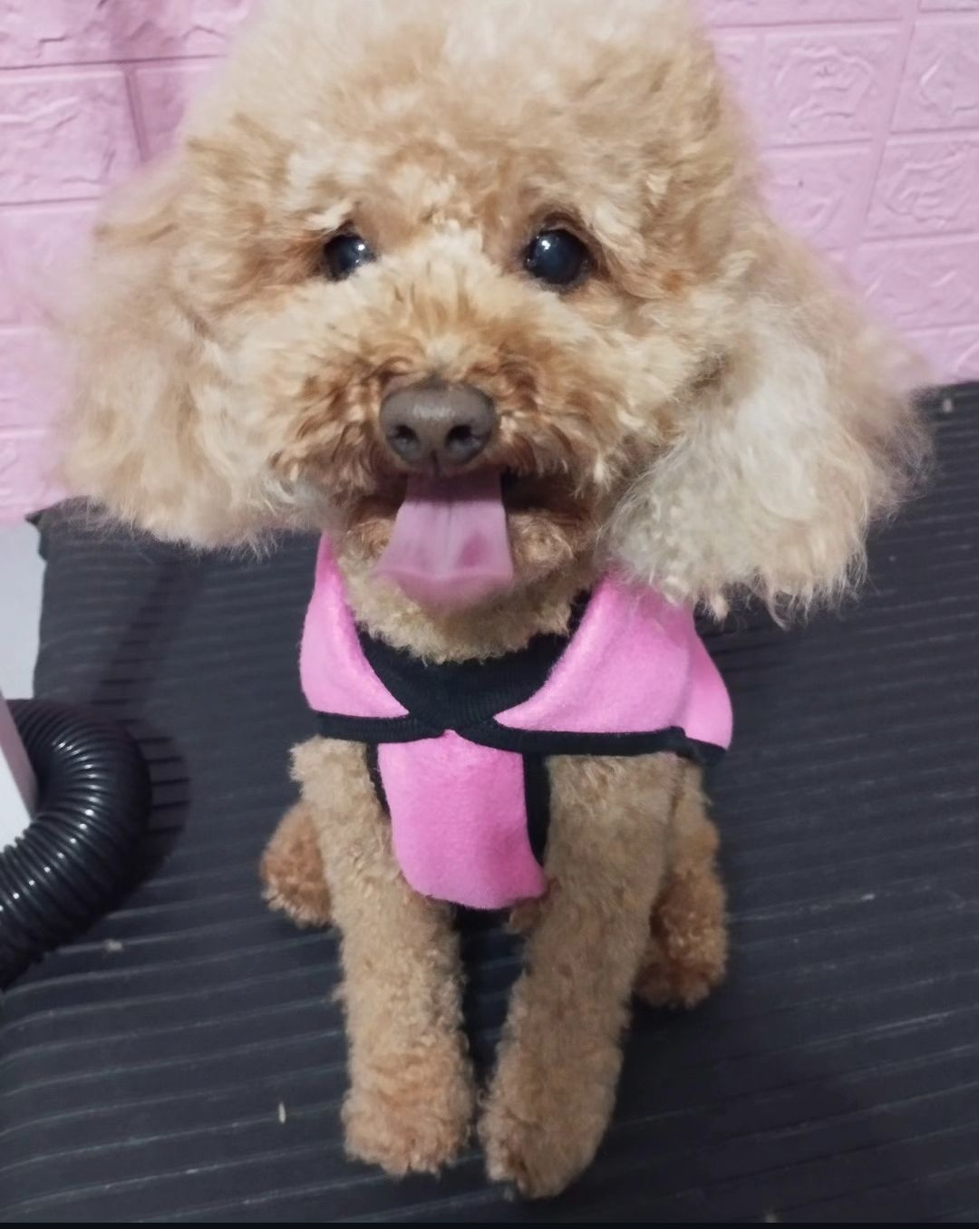Caniche con remera rosa en Cheddy