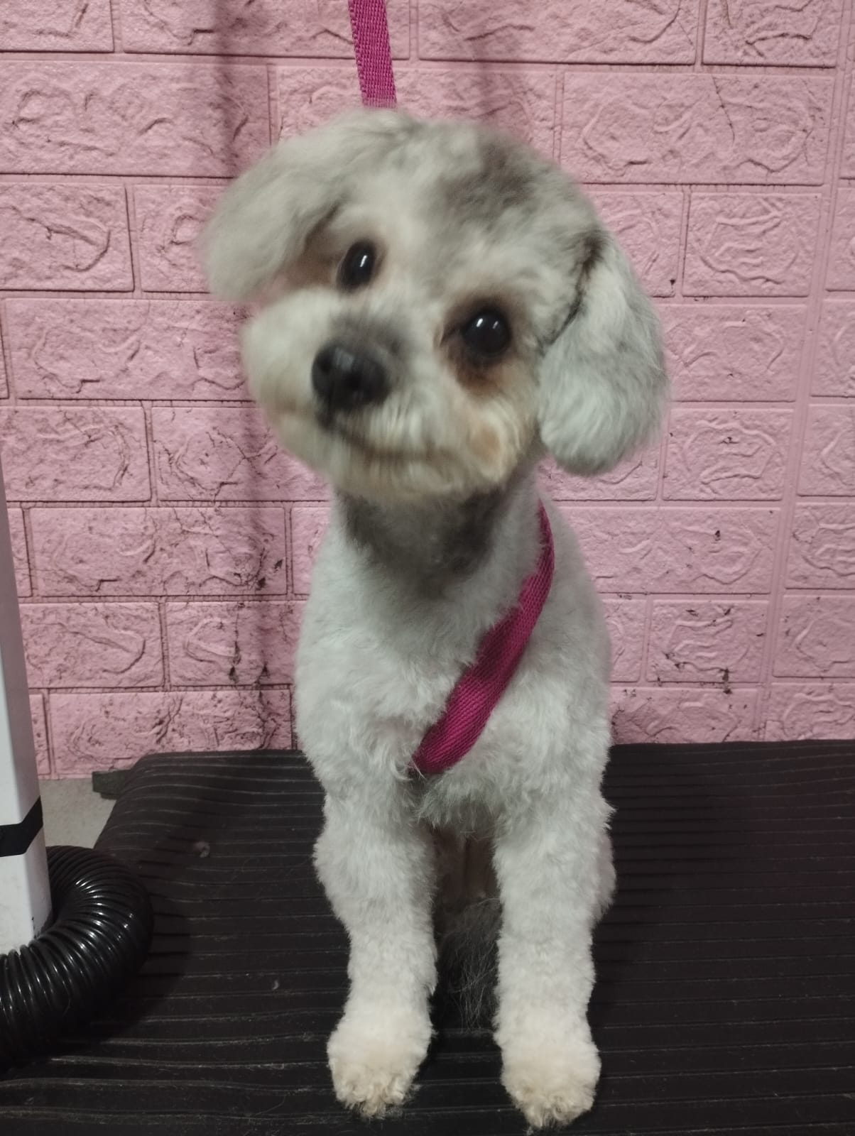 Caniche blanco con correa rosa en Cheddy