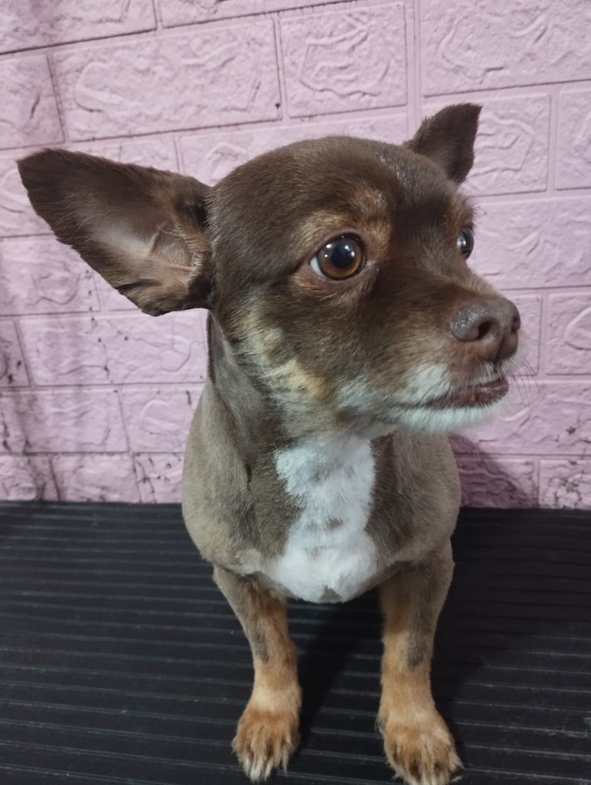 Chihuahua atendido en Cheddy