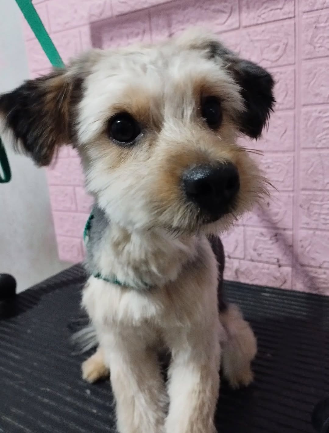 Yorkie recién bañado en Cheddy